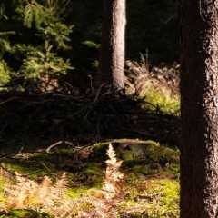 _DSC4638.JPG