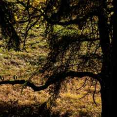 _DSC4852.JPG