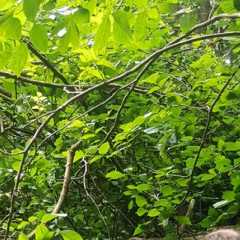 20200726_133151.JPG