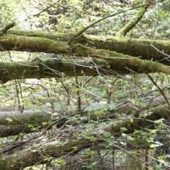 _DSC5250.JPG
